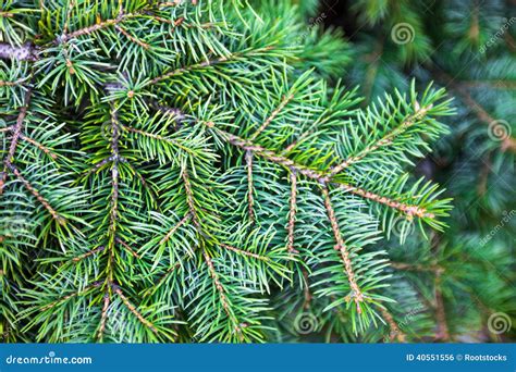 Evergreen Coniferous Leaves Royalty-Free Stock Image | CartoonDealer.com #6569638