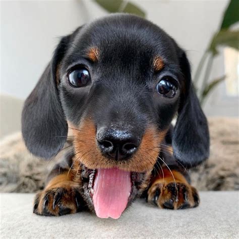 Playful dachshund puppies. - YouTube | Dachshund puppies, Daschund puppies, Cute dogs and puppies