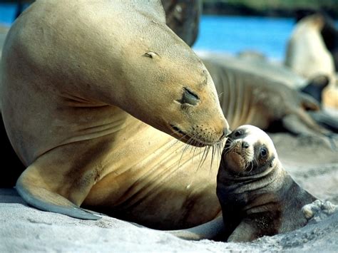 Antarctic Fur Seal – "OCEAN TREASURES" Memorial Library