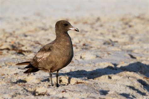 Brown Seagull Stock Photo - Image: 29208650