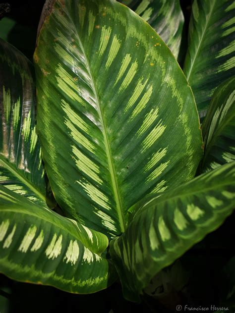 Calathea leaf | Calathea leaf | Francisco Herrera | Flickr