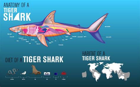 Žralok tygří anatomie, potrava, výskyt #fakt #tigershark #sharkweek | Shark, Shark habitat ...