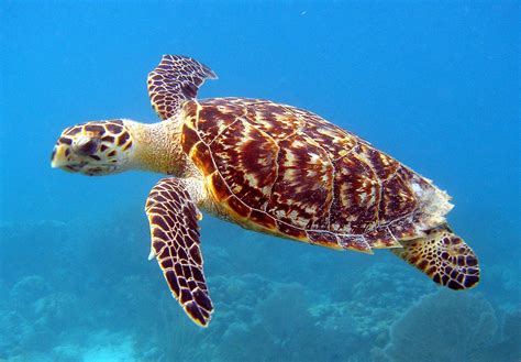 The hawksbill sea turtle (Eretmochelys imbricata bissa) is critically endangered. It has a ...