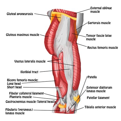 Muscles of Hip and Thigh - Lateral View - Full Circle School of Massage Therapy