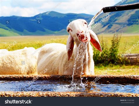 1,592 Sheep Drinking Water Images, Stock Photos & Vectors | Shutterstock