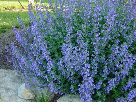 16 Full Sun Perennials: Low Maintenance Plants That Thrive In Sun | Urban garden, Beautiful ...