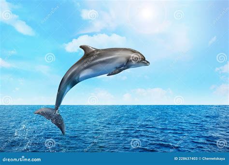 Dolphin In The Clear Sea Water Stock Photography | CartoonDealer.com #87308300