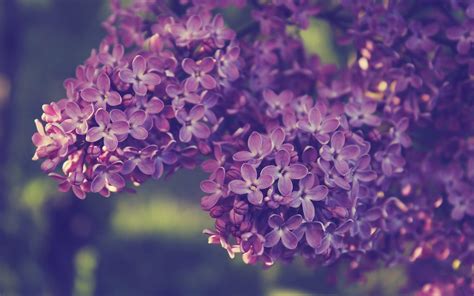 HD Lilac Wallpapers - Wallpaper Cave