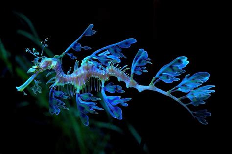 The Beautiful, Magical Leafy Sea Dragon. Photo: NaSser Alomairi On Flickr.