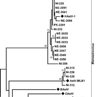 Phylogenetic analysis of the partial RdRp protein sequence of... | Download Scientific Diagram