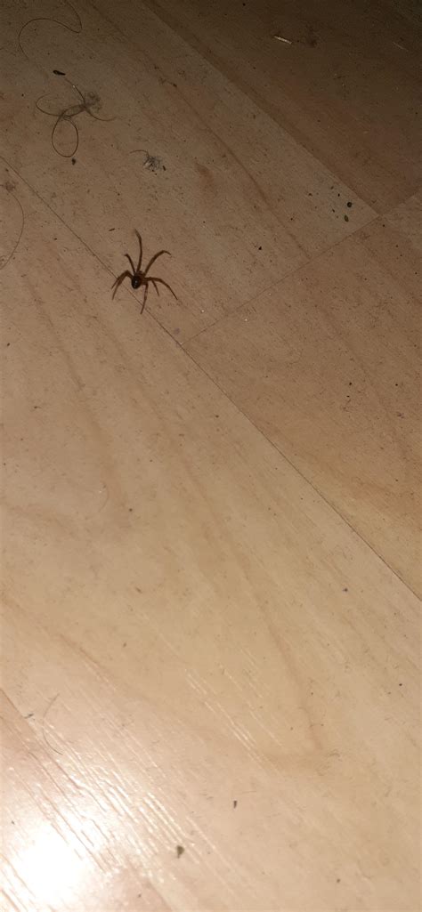 Worried about it being a brown recluse. Located in central florida : r/spiderbro