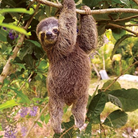 Cute and Crazy Facts About Sloths – Animal Encyclopedia