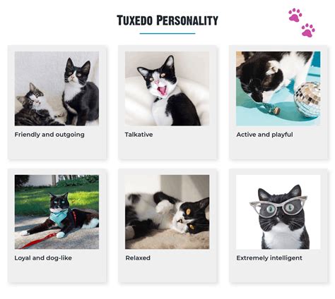 10+ Facts About Tuxedo Cats [Personality, History, Health & More]