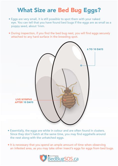 What Size are Bed Bug Eggs?– Bed Bug SOS