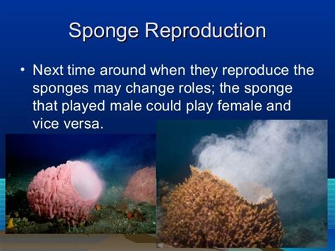 Sponge reproduction notes