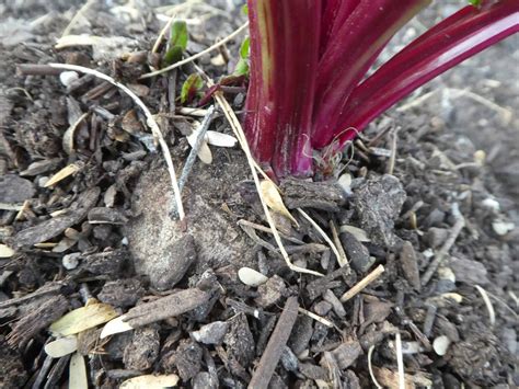 When to Harvest Beets So They Are Just Right - Rural Living Today