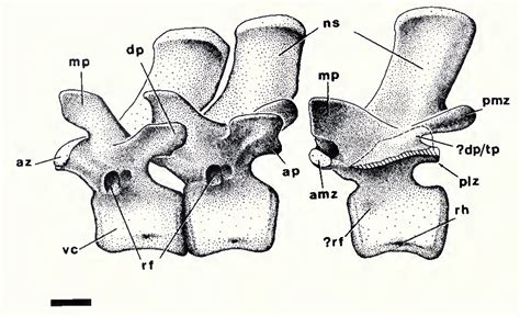 Table 1 from The Morphology of Xenarthrous Vertebrae ( Mammalia : Xenarthra ) | Semantic Scholar