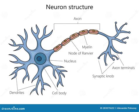 Diagram Of A Neuron, Cerebral Cortex. Vector Illustration | CartoonDealer.com #262943520