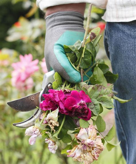 Winterizing roses: how to help your plants in cold weather | Gardeningetc