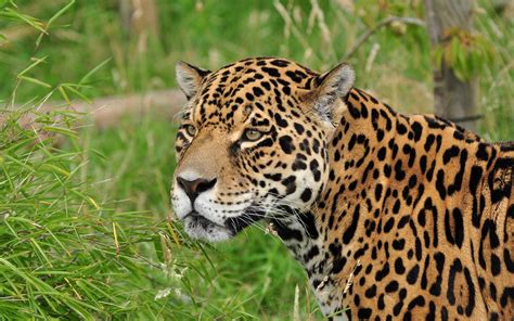 jaguar, Wild, Cat, Muzzle Wallpapers HD / Desktop and Mobile Backgrounds