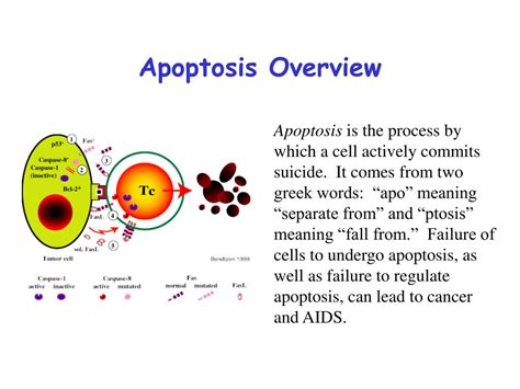 PPT - Apoptosis, Cancer and Proteins PowerPoint Presentation, free download - ID:4324762