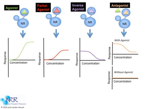 Nuclear Hormone Receptor Overview - More in our blog