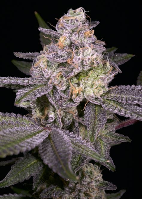 Garanimals Strain Info / Garanimals Weed By Premium Cultivars - GrowDiaries