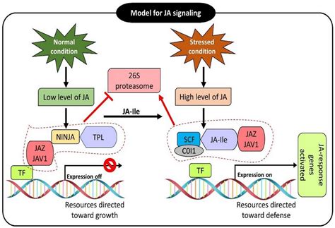 Jasmonic acid signaling pathway under normal and stress conditions. JA ...