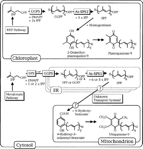 Proposed Model for Compartmentalization of Two Prenylquinone... | Download Scientific Diagram