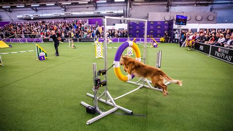 At the Westminster Dog Show: Top Dogs, Top Docs - The New York Times