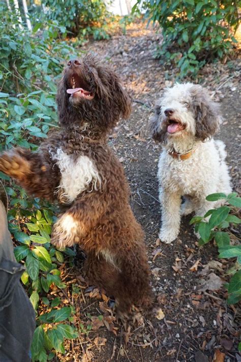 The Best Way to Hunt Truffles in Tuscany