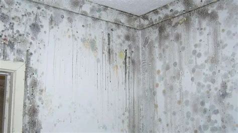 What Causes Mouldy Walls | Psoriasisguru.com