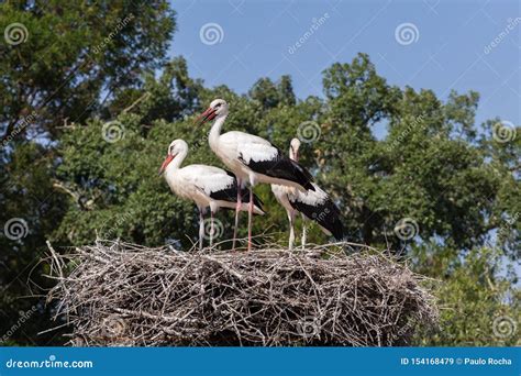 White Storks in the nest stock image. Image of bird - 154168479