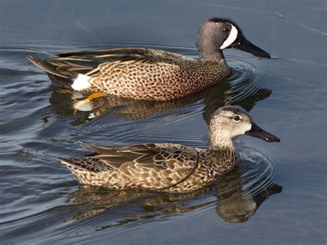 Blue-winged Teal | San Diego Bird Spot