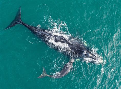 Dwindling right whale population linked to shrinking bodies - Earth.com