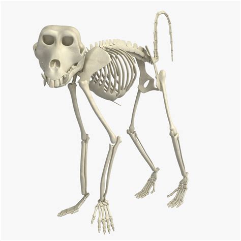 3d skeleton monkey model