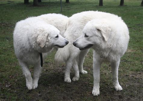 Kuvasz Dog Breed Pictures | Dog Lovers Pictures