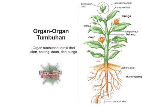 Gambar Tanaman Dedaunan Indah Siluet Vektor Bunga Gambar Figuratif Tumbuhan di Rebanas - Rebanas