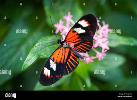 Reiman Gardens, Ames, Iowa, United States of America Stock Photo - Alamy