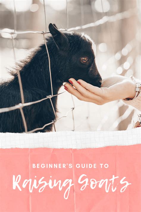 A Guide To Raising Goats - American Farmhouse Style