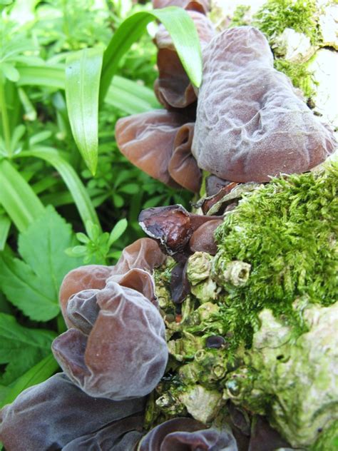 Jelly Ear fungus – Edibility, Identification, Distribution – Galloway Wild Foods