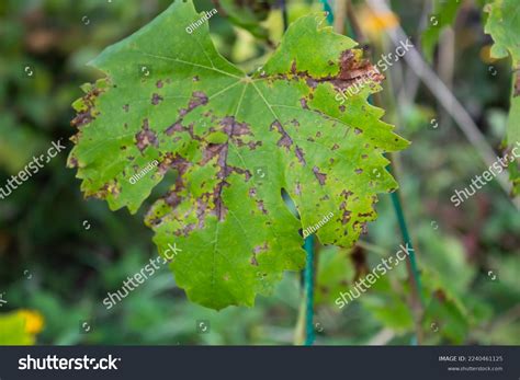 Vine Leaf Spots Grape Bush Affected Stock Photo 2240461125 | Shutterstock