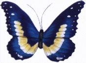 Wonderful Butterfly Tattoo - Tattoos Designs