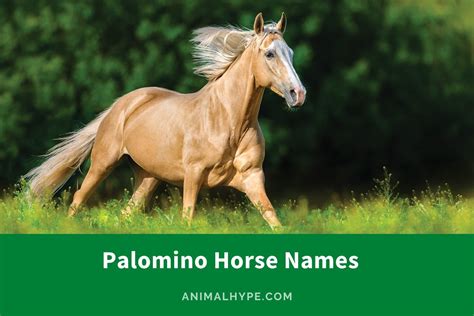 320 Palomino Horse Names for Your Shimmering Steed - Animal Hype