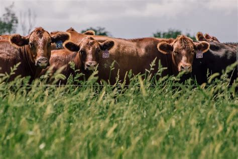 Regenerative Grazing: Fundamentals for Farmers - The Land Connection