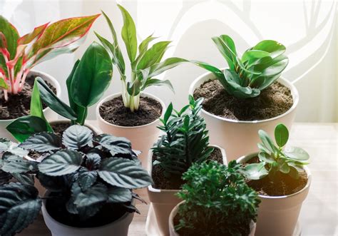 The 4 Best Plant Delivery Services Right Now – Nation.com