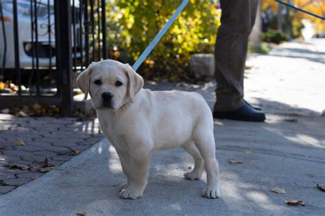 Top 200 Labrador Retriever Names for Your New Puppy | Bored Panda