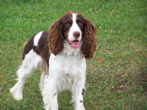 Sprocker Spaniel (English Springer Spaniel & Cocker Spaniel Mix): Info, Pictures, Facts | Hepper