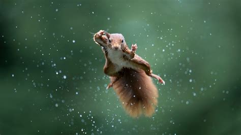 Comedy Wildlife Photography Awards Finalists Bring the Laughs - CNET