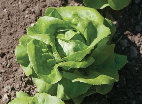 BUTTERHEAD LETTUCE - Helfand Farm Community Gardens